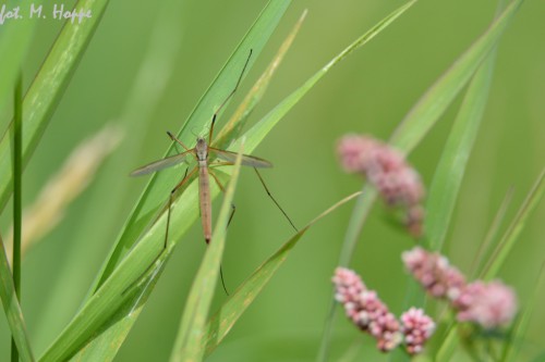 5 Tipula maxima ?