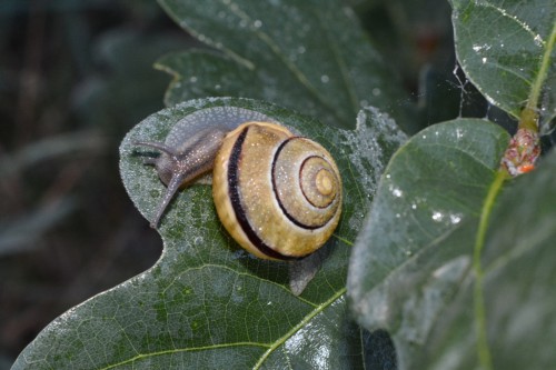 3 - wstężyk cepaea nemoralis?