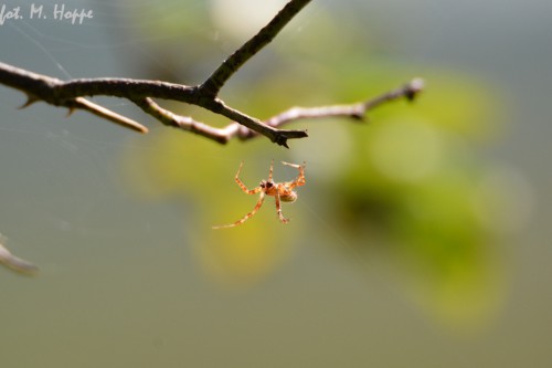 1 - Araneus diadematus?