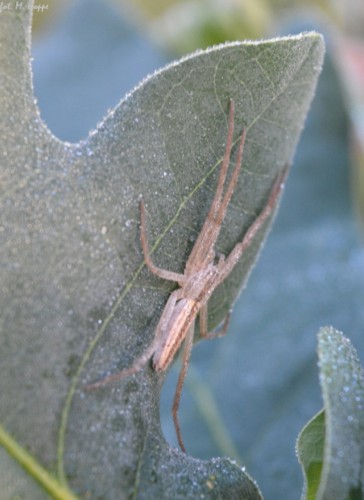 3 - Pisaura mirabilis ?