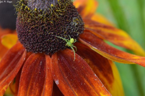 10 Diaea dorsata lub Micrommata virescens ?