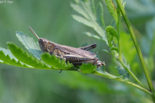 3 - Chorthippus biguttulus ?