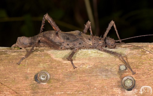 Haaniella echinata ?