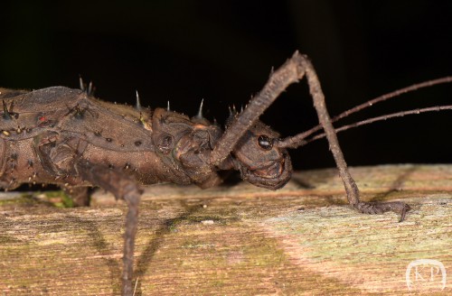 Haaniella echinata ?