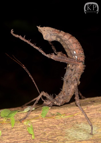 Haaniella echinata ?