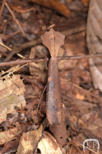 Deroplatys desiccata (samiec)