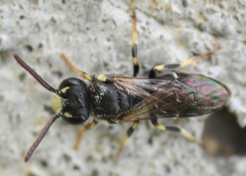 Nr 5, Hylaeus?