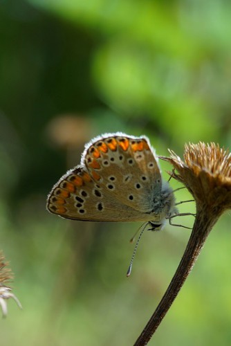 6.09.17 Buzet- Chorwacja (Plebejus agestis?)