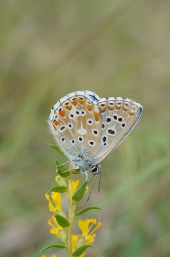 6.09.17 Buzet- Chorwacja (Polyommatus bellargus?)