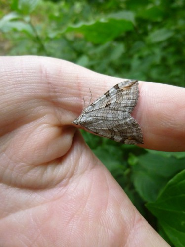 2) Aplocera plagiata 12.08.2017 Łąkoszyce