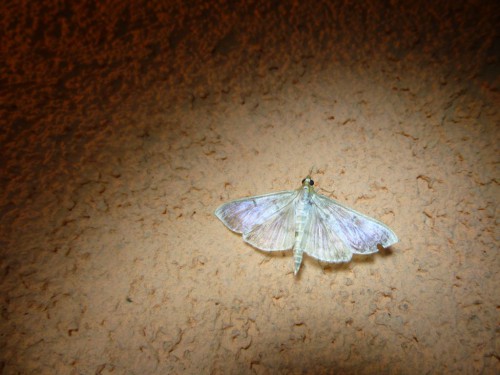 4) Pleuroptya ruralis 12.08.2017 Wojszyn