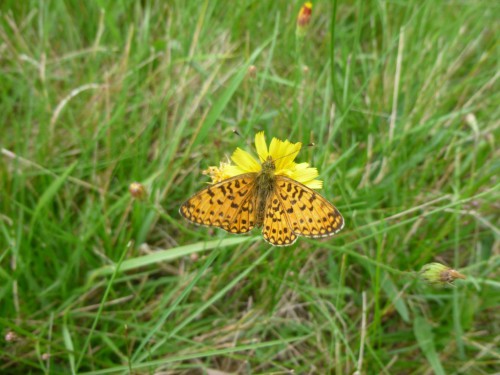 6b) Boloria selene 13.08.2017 Łąkoszyce