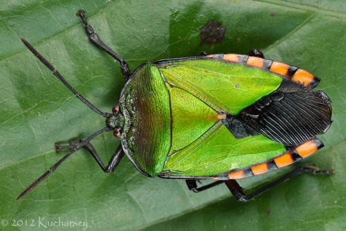 Pycanum cf. rubens