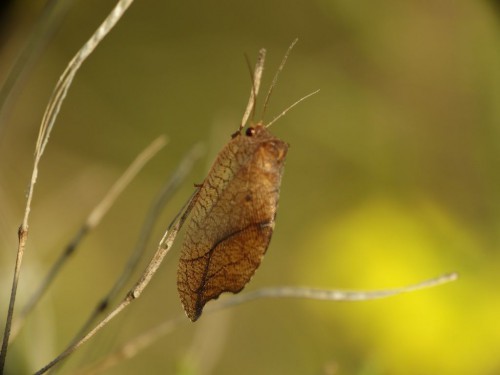 Drepanepteryx phalaenoides?