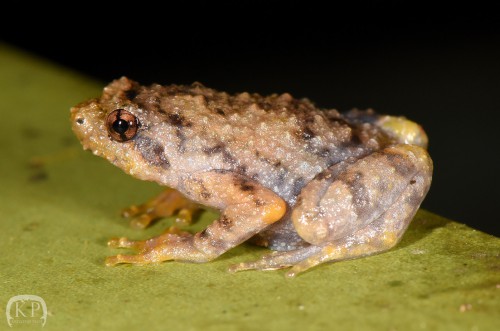 Ciekawostką dla herpetologa może być to, że żabki te wchodziły to metalowych rurek przy szlakach, żeby ich śpiew był bardziej donośny.