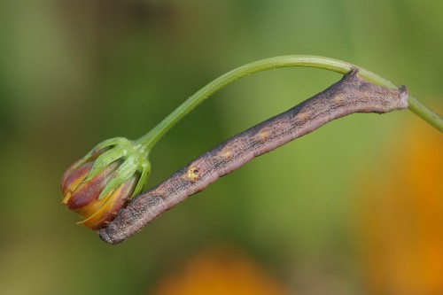 A. selenaria 2.jpg