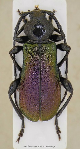 R.ungaricus.jpg