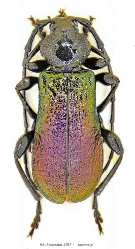 R.ungaricus.jpg