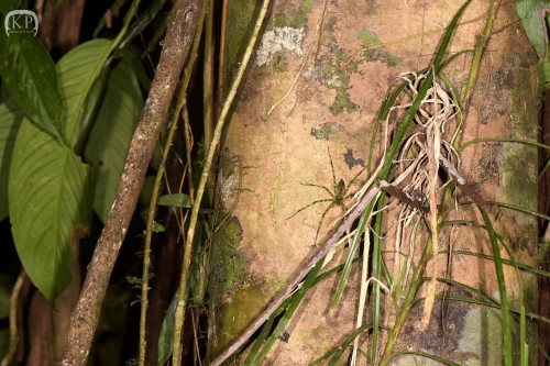 Heteropoda boiei (samiec)