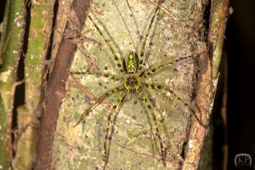 Heteropoda boiei (samiec)