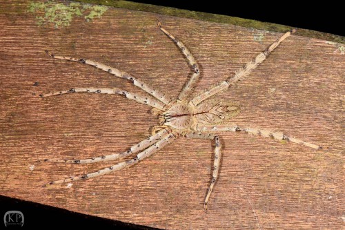 Heteropoda boiei (samica)