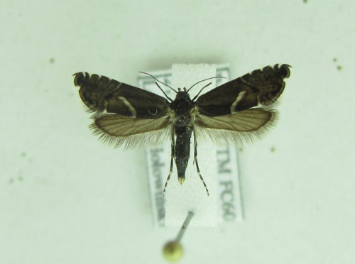 Przetłuszczony Glyphipterix haworthana