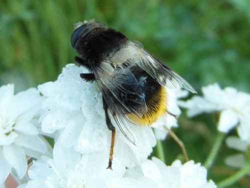 Eristalis sp. 2013.07.10 Łaznowska Wola DC12.JPG