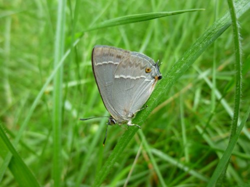 8) Favonius quercus 20.06.2017 Małowice