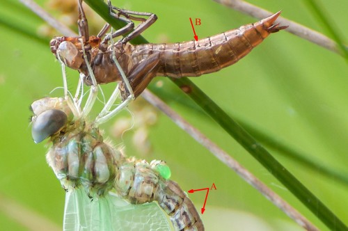 Żagnica torfowcowa (Aeshna subarctica) - teneralny samiec.