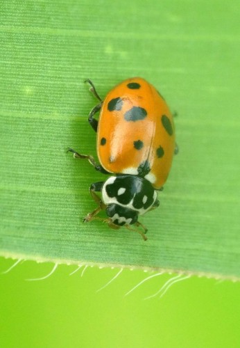 Hippodamia variegata?