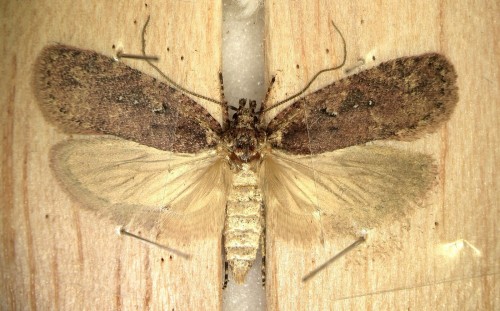 Agonopterix sp..JPG