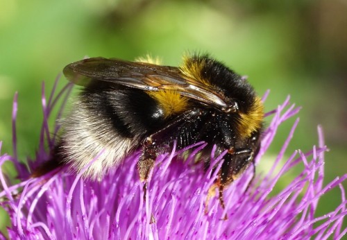 Bombus hortorum?