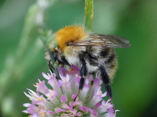 Bombus pascuorum?