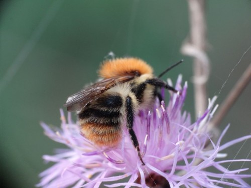 Bombus pascuorum