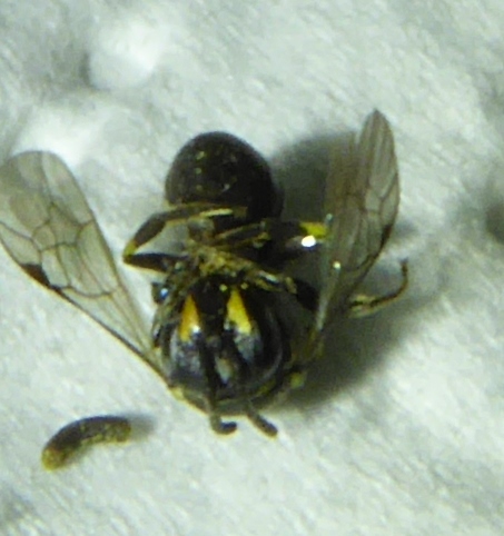 Hylaeus 1.JPG