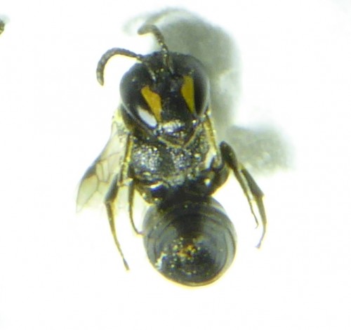 Hylaeus 3.JPG