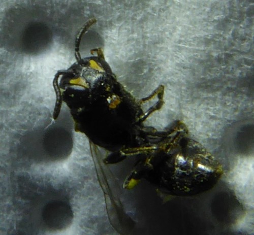 Hylaeus 4.JPG