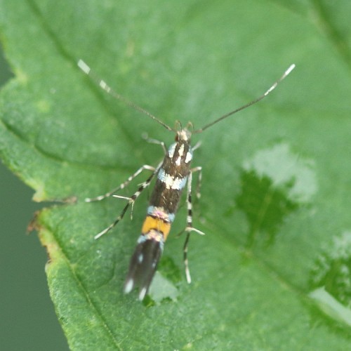 Cosmopterix_sp-DT5A6764.JPG