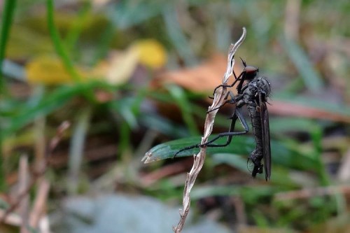 Empididae_Radom-Józefów_1.jpg