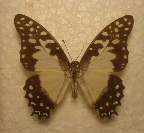 Graphium angolanus baronis Ungemach 1932.jpg