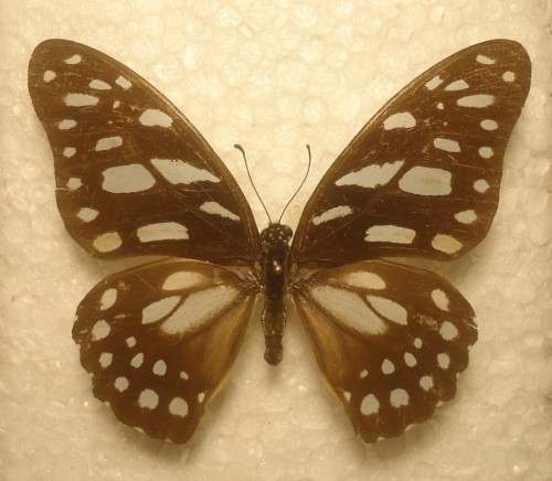 Graphium leonidas leonidas Fabricius 1793.jpg