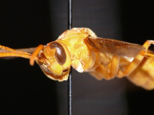 Polistes wattii face.jpg