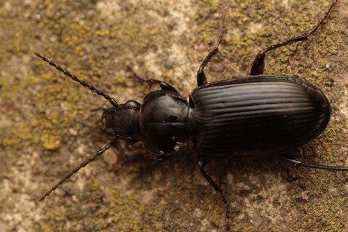 Pterostichus sp.?<br />05192017 FD 28