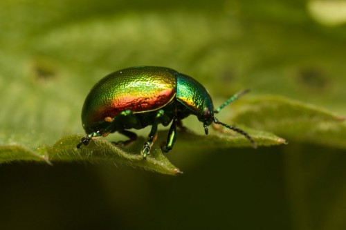 Chrysolina (fastuosa, varians lub graminis)?<br />05172017 FD 28