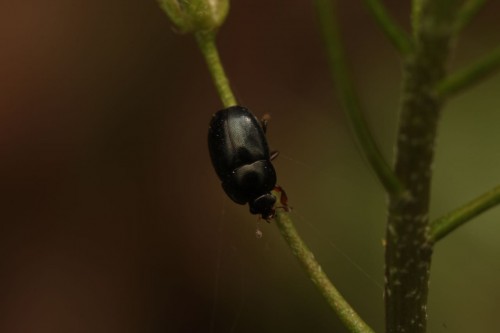 Brachypterolus sp. (pulicarius?)<br />04042017 FD 28