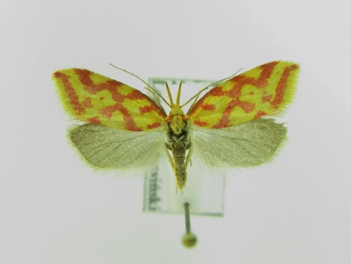 Hypercallia citrinalis