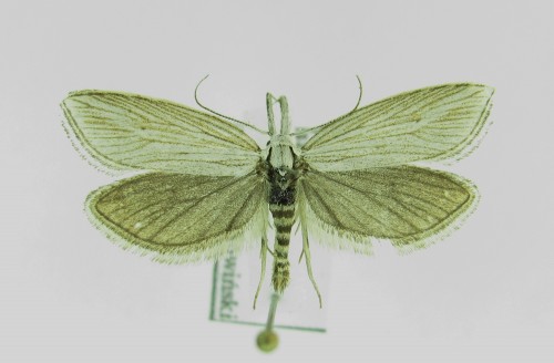 Minetia sp.