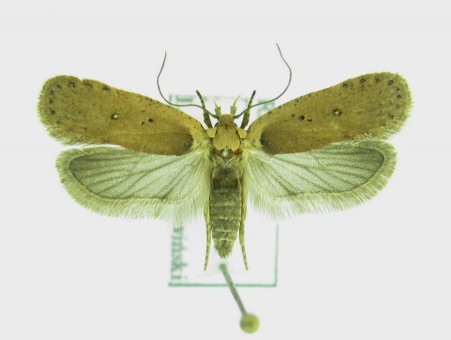 Agonopterix hippomarathri