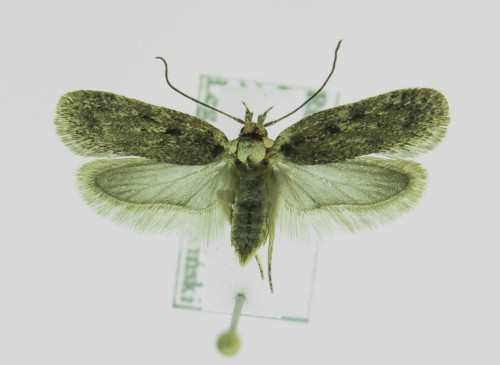 Depressaria sp.