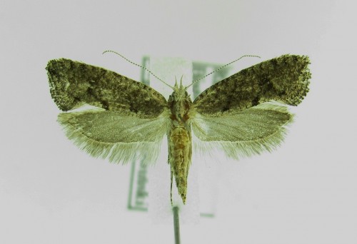 Ypsolopha chazariella